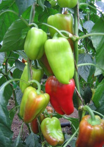 ����� F1 ������