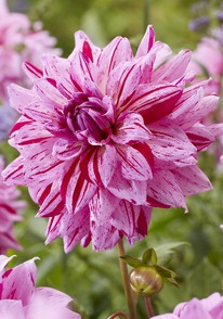 �������� ����� ��������, �-� I, �����.