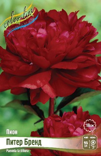 ���� ����� �����, 2/3n