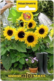 ��������� ����-���� Midi