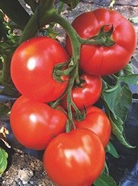 ������ ������ ������� F1: 5�� Enza Zaden