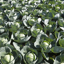 ������ ������� ������������ �������� F1 : 20�� Rijk Zwaan