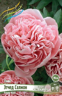 ���� ����� ������, 2/3n