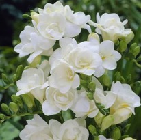 ������ ����� (������.) 5 ��.