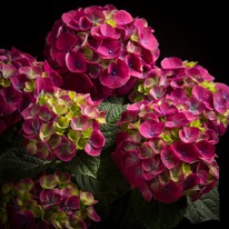 ��������� �������������� �����