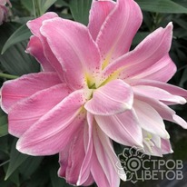 ����� ��������