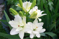 ����� �������� ���� ��������� ��������