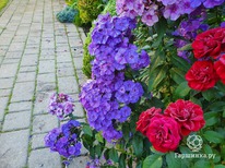 ����� ������� �����������