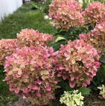   (Hydrangea Graffiti)