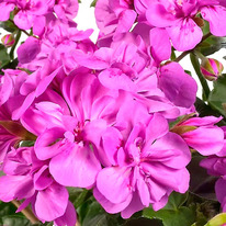   ()   (MOONFLAIR AMETHYST)