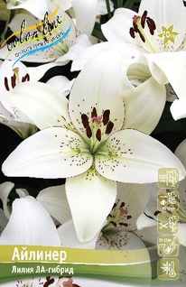 ����� �������, 12/14