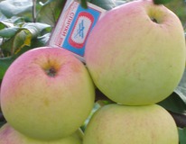 ������ ����������  ���