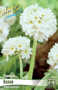 ������� ����������� �����