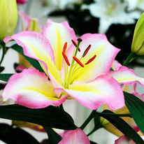 ����� ������� �������� ��������  12/14