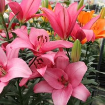 ����� ������� ��������  12/14