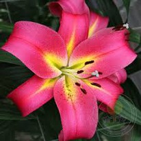 ����� ������ ��������  12/14