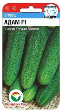 ������ ���� F1