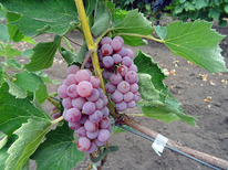 �������� �������� ������ (������) �������