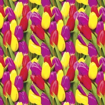 �������� (�����������)